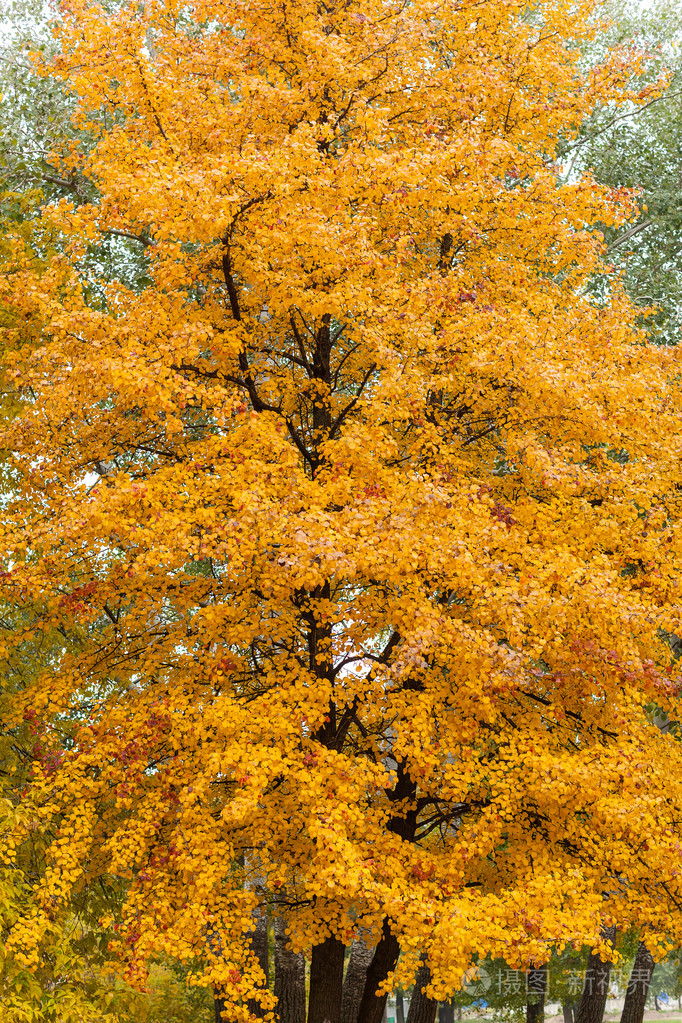 秋天的树木,黄色的叶子上树,秋天风景,秋天 p