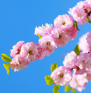 盛开的樱花季节图片