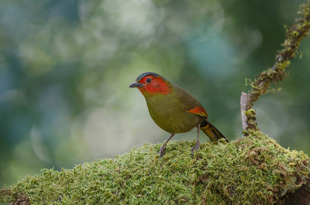 红脸 Liocichla 枝