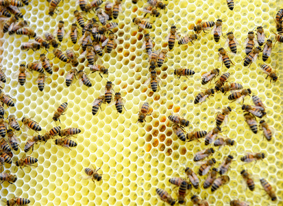 看着蜂蜜蜂巢帧的养蜂人图片