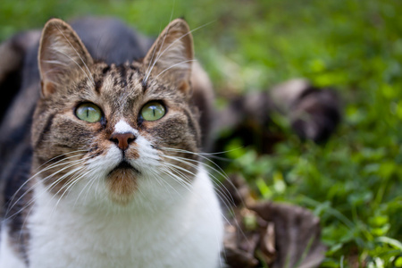 室外的流浪猫