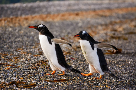 巴布亚企鹅夫妇在海边
