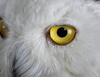白色背景的标本雪猫头鹰