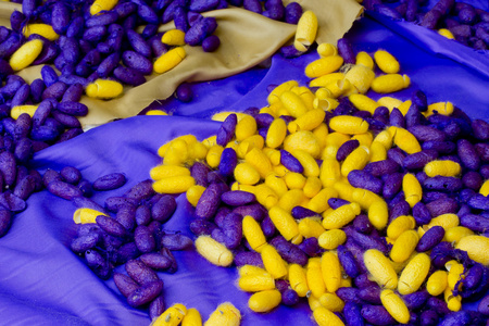 家蚕蚕茧背景蚕的茧背景,黄色和蓝色丝虫照片