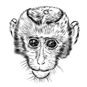 草绘的猴子头草绘猴脸.手绘涂鸦矢量图照片