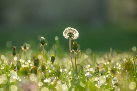 太阳能光伏板对草甸与草和蒲公英在蓝蓝的天空下市与捷克共和国的云彩