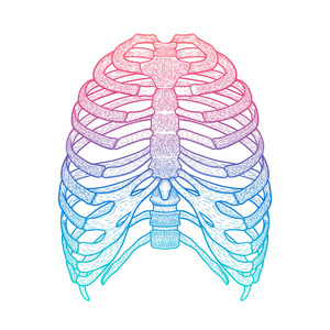 人类的肋骨图片-人类的肋骨素材-人类的肋骨插画-摄图新视界