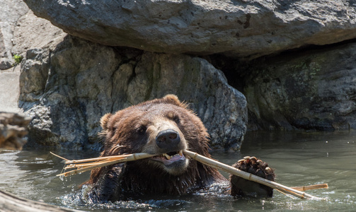 熊棕色灰熊玩水