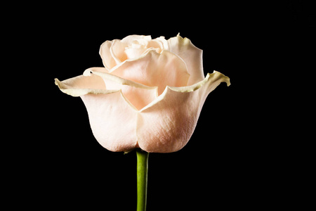 黑色背景上白色玫瑰的艺术照片图片