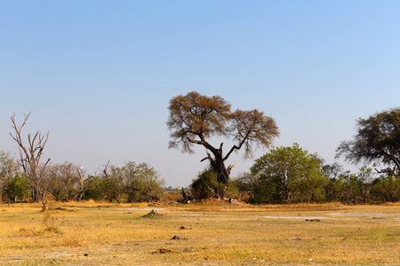 莫雷米禁猎区，非洲博茨瓦纳奥卡万戈三角洲