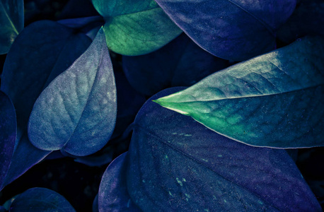 新鲜叶的紫外线背景效应