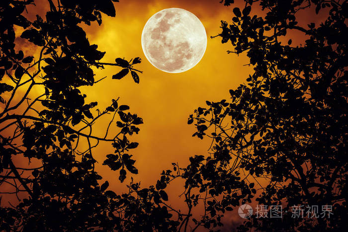 剪影的树枝对夜空中一轮满月