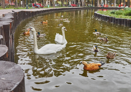 天鹅的池塘图片