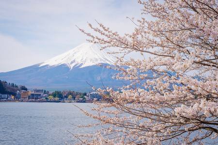 春天,樱花盛开樱花富士山照片