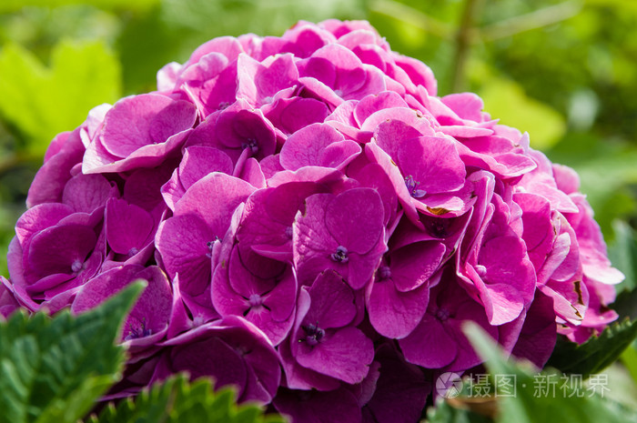 紫色或粉红色的绣球花