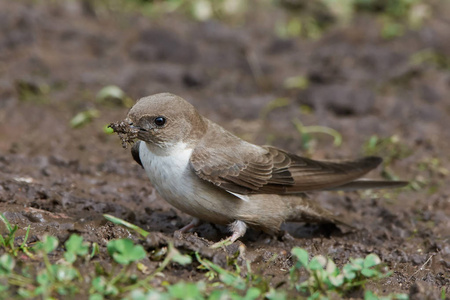 欧亚克拉格马丁Ptyonoprogne Rupestris