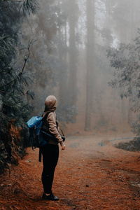 女性旅行者戴着敞篷在路上的神秘的雾松林和 loking 到发烧树。Antao 岛, 佛得角