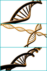 Dna 链拼贴