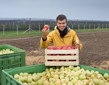 农夫用板条箱在果园里的苹果