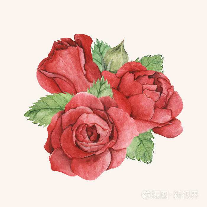 如手绘的红玫瑰插图