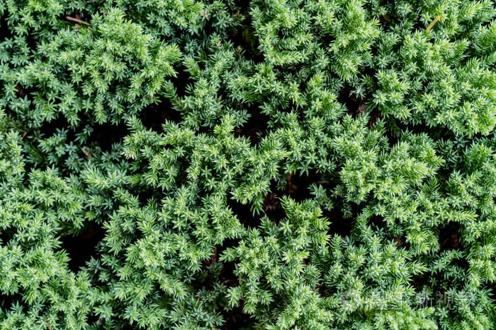 匍匐桧，叶子墙照片-正版商用图片0g1cf6-摄图新视界