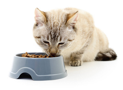 猫吃干粮