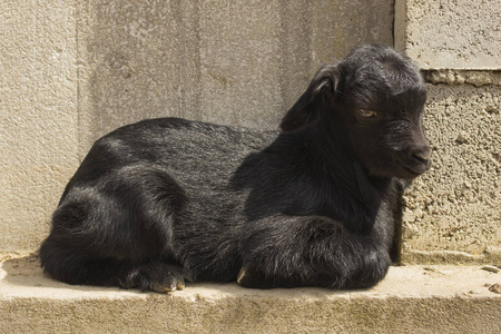 新生的 goatling 在篱笆上。黑山羊的童年