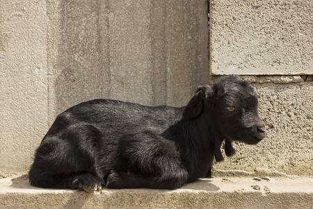 新生的 goatling 在篱笆上。黑山羊的童年