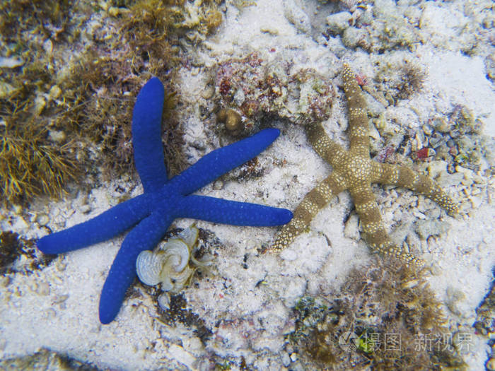热带海星水下照片.异国情调的水族馆动物.linckia 金樱子海星.
