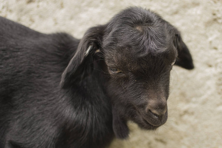 新生的 goatling 在篱笆上。黑山羊的童年