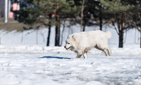一只萨摩耶的狗在公园的雪地上奔跑。