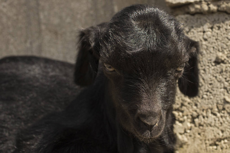 新生的 goatling 在篱笆上。黑山羊的童年