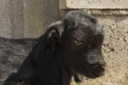 新生的 goatling 在篱笆上。黑山羊的童年