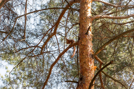 好奇的松鼠，对松树树干