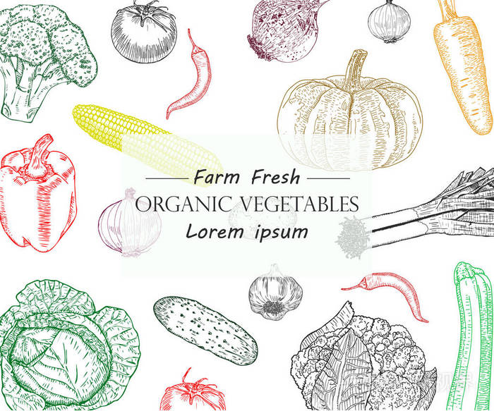蔬菜手绘制的老式矢量插图.农产品市场海报.素食套装有机产品