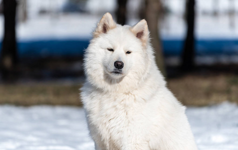 一只萨摩耶的狗坐在公园的雪上。