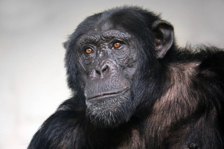 黑猩猩动物接近背景
