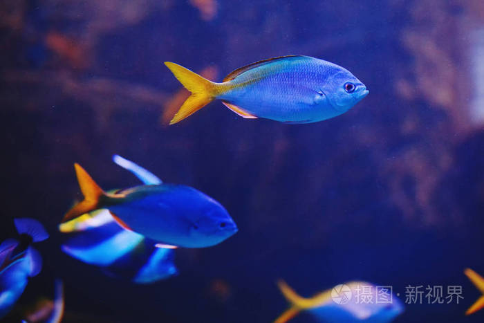 黑暗的深蓝色的海水水族馆技师鱼