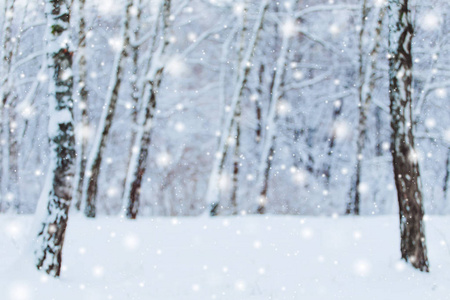 寒冷的冬天白雪皑皑的森林景观。松枝在严寒的冬天的雪覆盖着。冷杉和模糊的背景的冬天圣诞节背景