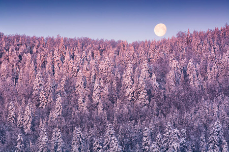 满月在雪的冬天森林里