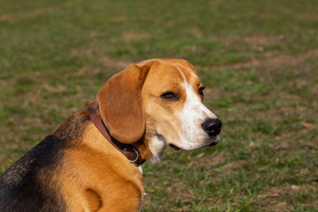 狗的品种比格犬