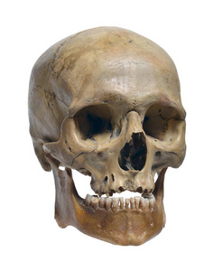 真正的人类头骨图片