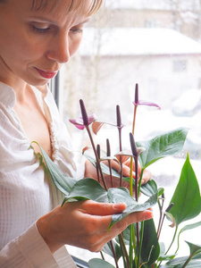 室内植物的育种。女园丁养红掌花