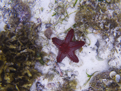 红星鱼在白沙海底。热带海星水下照片。异国情调的水族馆动物。海星在野生性质。白色沙滩上的热带鱼。热带海滨浮潜。珊瑚礁动物