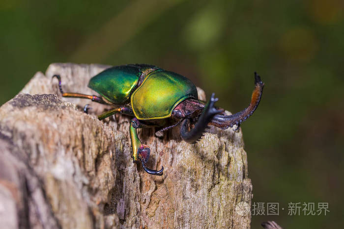 长角牛甲虫 (loesse sanguinolenta),甲虫