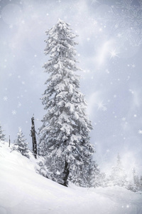雪覆盖在山上的松树