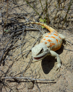 Iguanian 蜥蜴Trapelus sanguinolentus 