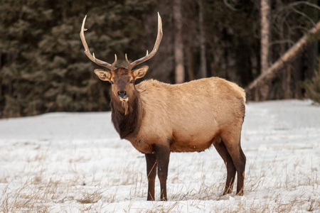 冬季班夫国家公园的公牛麋鹿