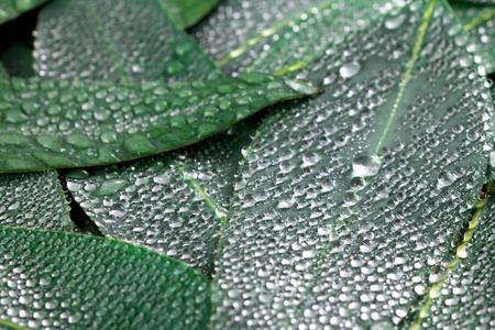 自然桉树叶水雨下降背景