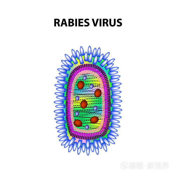狂犬病病毒.图表.独立背景上的矢量插图
